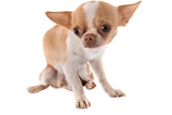 pies chihuahua